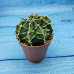 Gymnocalycium Friedrichii (Гимнокалициум)