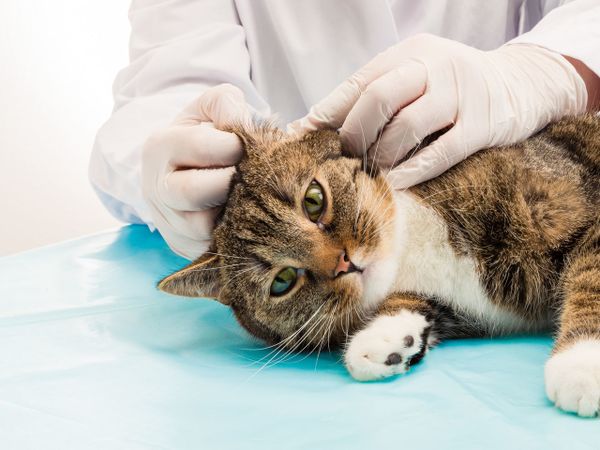 Ушной клещ у котов, кошек — признаки, лечение, профилактика
