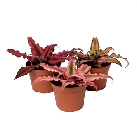 Криптантус (Бромелия) Китай