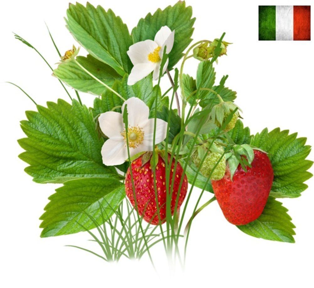 Strawberry Wild | Земляника (DF), ароматизатор пищевой