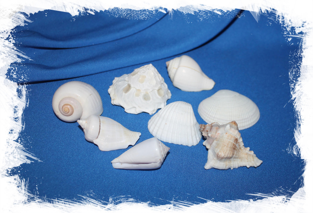 Набор крупных белых ракушек декоративных