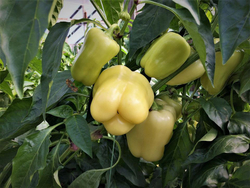 Перец Бланчина F1 (50шт) Витагрин Профи