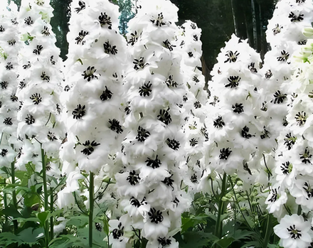 Дельфиниум Меджик фонтейн Вайт Дарк Би рассада конец апреля 26