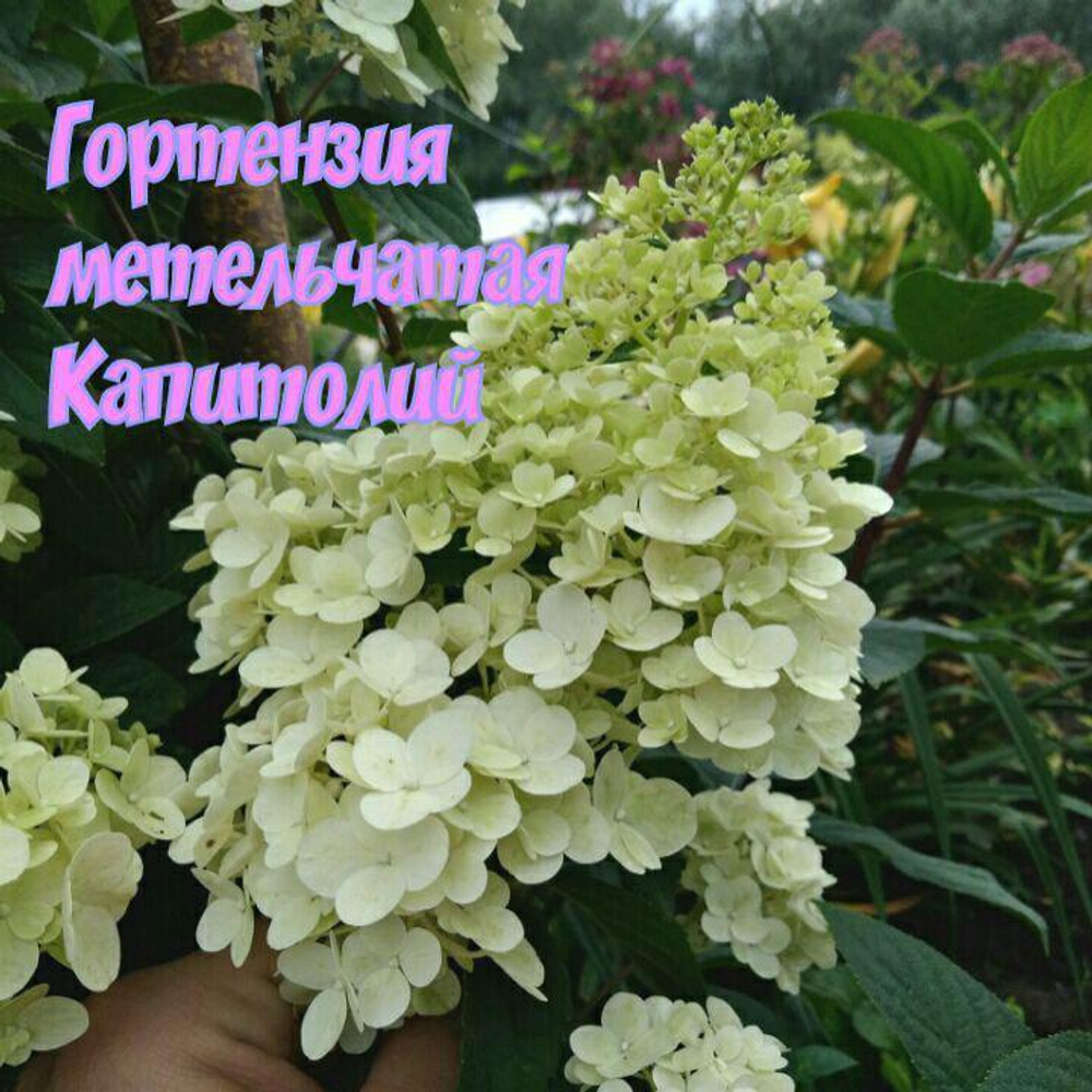 Гортензия метельчатая Капитолий
