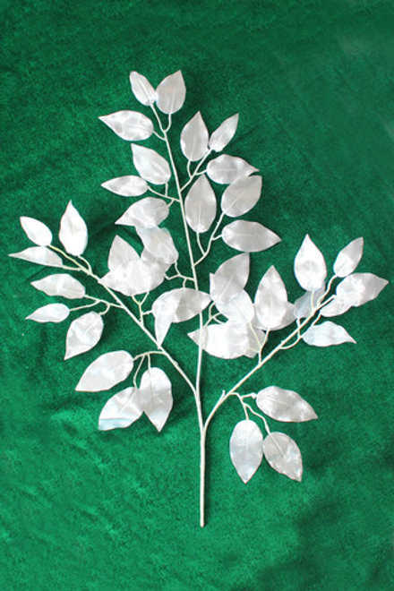 Фикус парча Золото