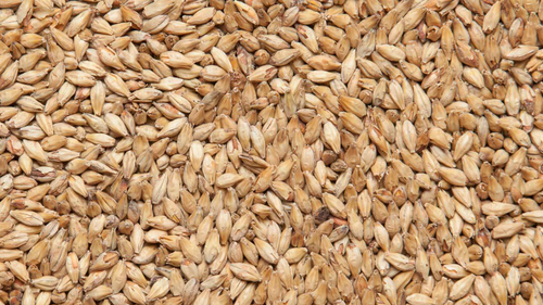 Солод ячменный не поджаренный "Pale Ale" 5 кг, Курский солод