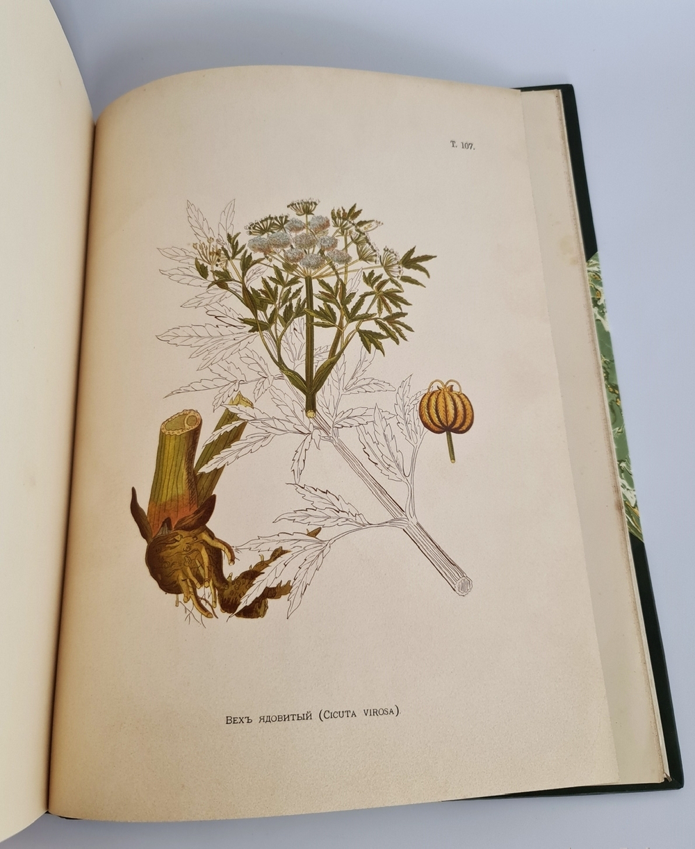 "Иллюстрированная классификация главнейших сортов луговых трав с кратким описанием каждой травы в отдельности". А.Ю.Лашкарев. 1898г. - редкая книга