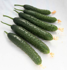 Вальсет F1 семена огурца  (Гавриш)