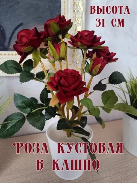 Роза кустовая бархатная, в кашпо.