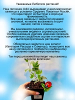 Хедера Еллоу Риппли плющ