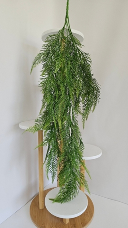 Араукария ампельная / Арт 4419