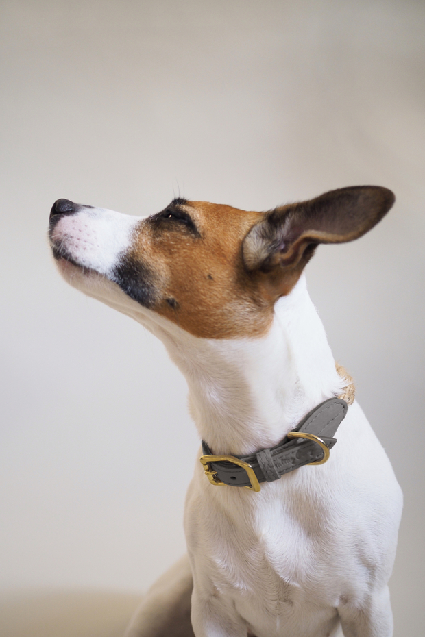 Ошейник "Кантри-пони" Графит (льняной канат) 