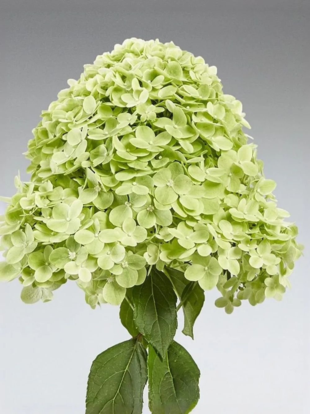 Гортензия метельчатая Пантера