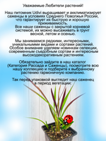 Злак Императа цилиндрическая Ред Барон многолетник