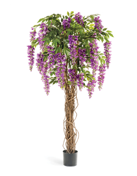 Вистерия лиана сиреневая 180 см