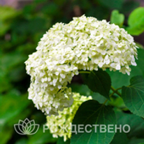 Лиственные кустарники