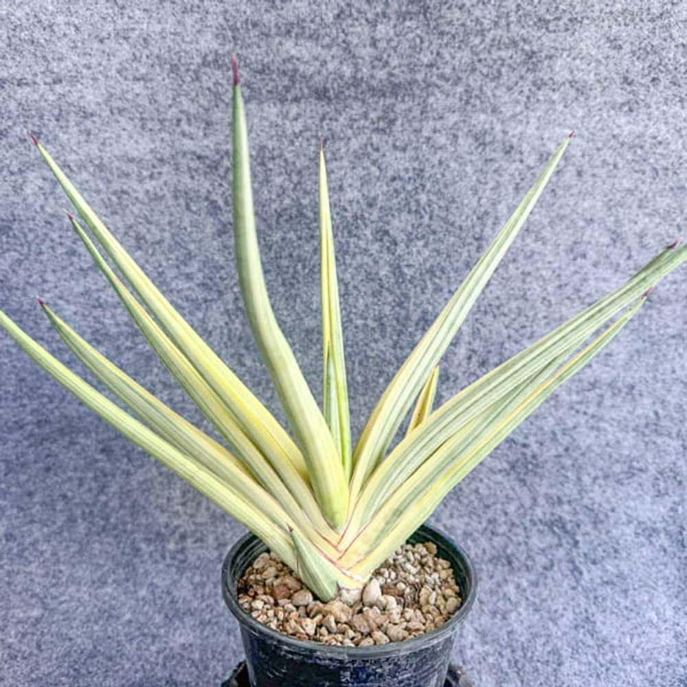 Сансевиерия ROYAL CROWN VAR s.L