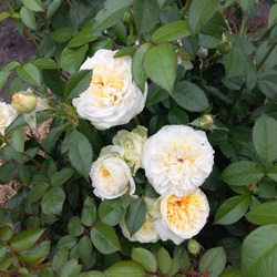 Винтэр Лодж (Winter Lodge)