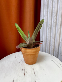 Гастерия Литл Варти, D11см H20см, 1шт, Urban Jungle