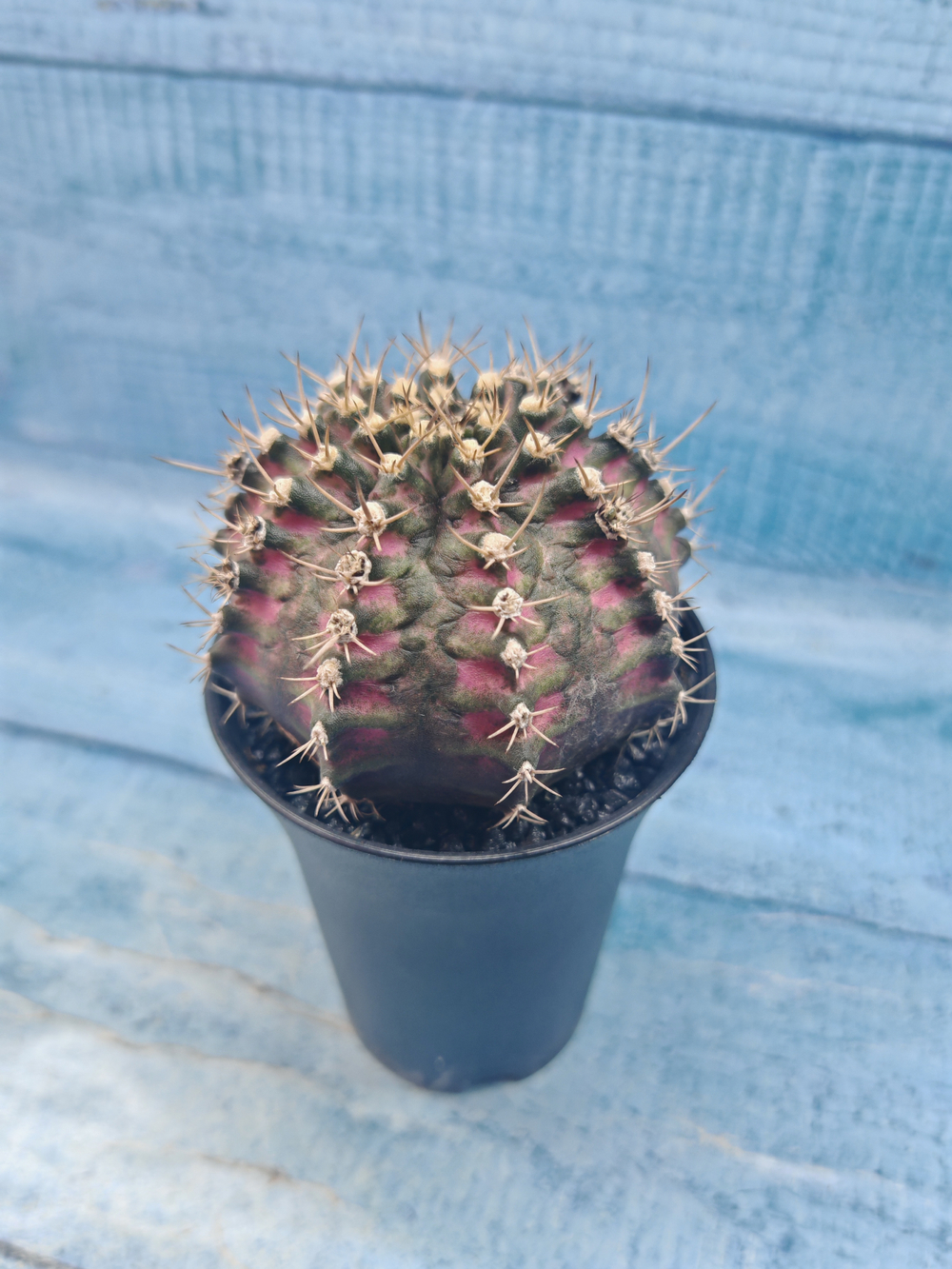 Gymnocalycium T-Rex Pink hybrid (Гимнокалициум T-rex)