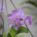 Готовый флорариум с сиреневой орхидеей Алмаз