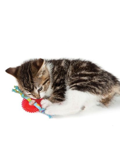 Petstages Игрушка для кошек Dental OPKA колесико