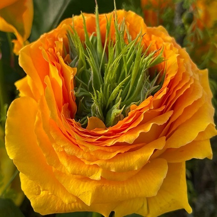 Роза чайно-гибридная Green Island Samoa