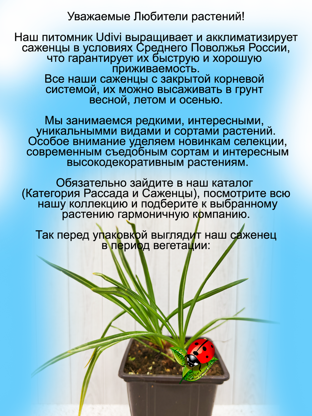 Крокус осеннецветущий сиреневый