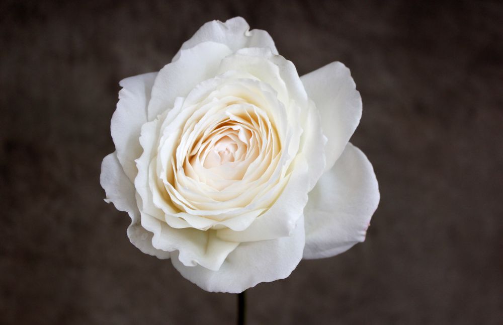 Принцесса Миюки (Princess Miyuki)