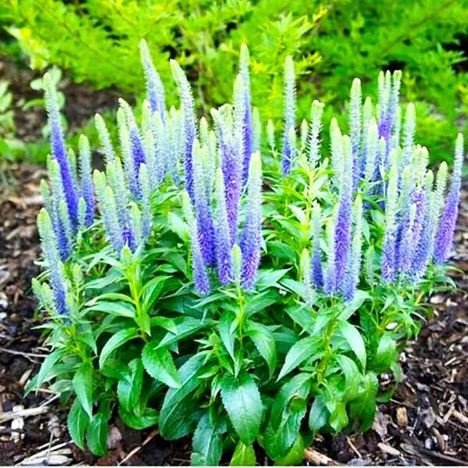 Вероника колосистая Ульстер Дварф Блю С2 Закупка М39 июнь 2026