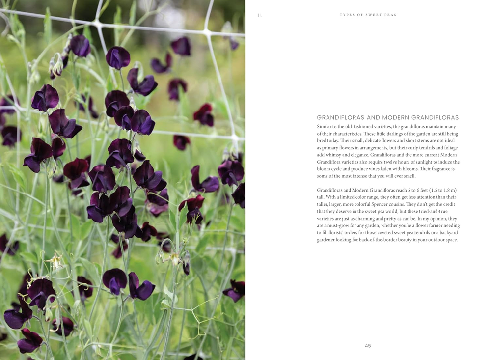 Sweet Pea School: Growing & Arranging the Garden’s Most Romantic Blooms