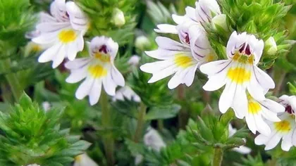 Очанка лекарственная