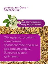 Бузина цвет