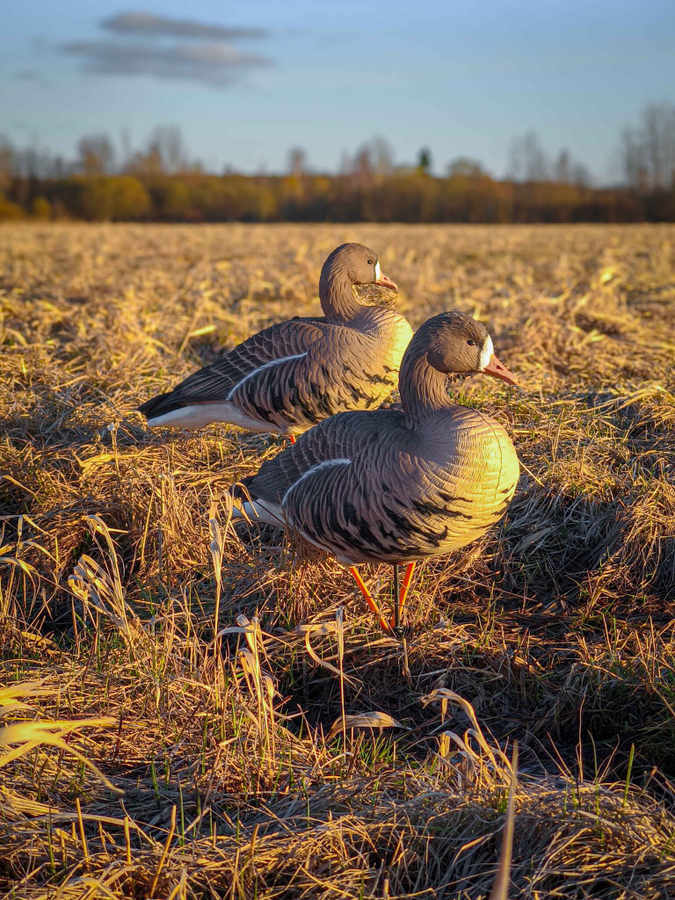 Расстановка гусиных чучел