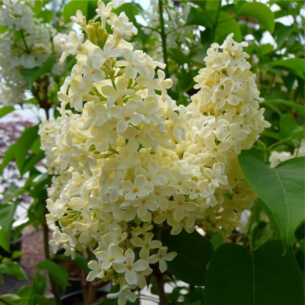 Сирень Примроуз С2 20-30