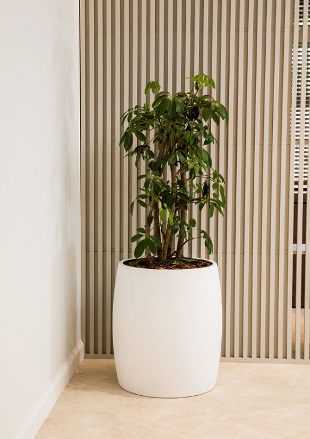 Кашпо CIGAR NERO