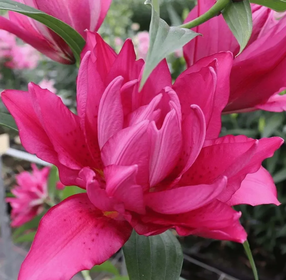 Лилия Розелили Флоретта луковица март 2026