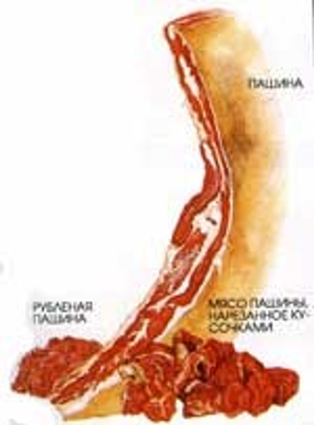 Мясо говядины - пашина