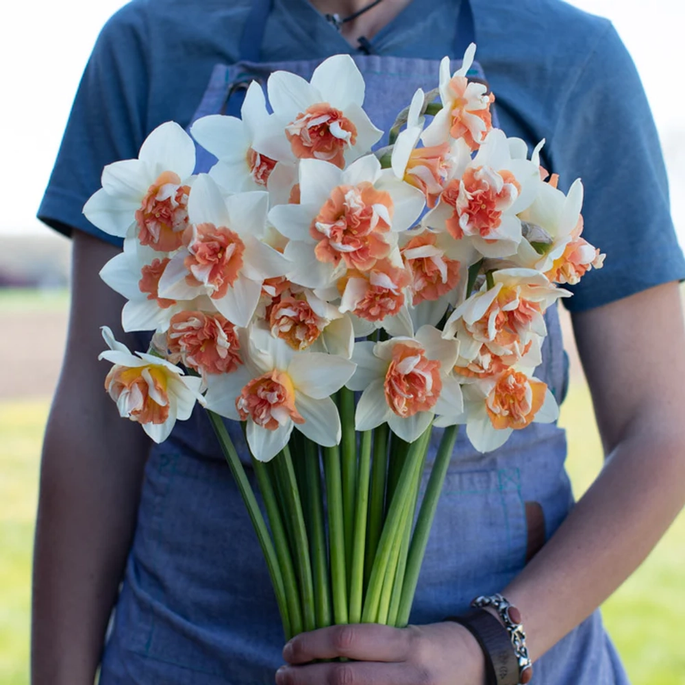 Нарцисс Кэнди Принцесс Закупка М79 сентябрь 2026