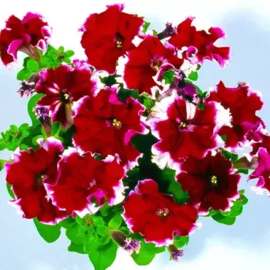 S60222 Петуния кустовая Multiflora Kaliffo Burgundy Picotee 100 шт.