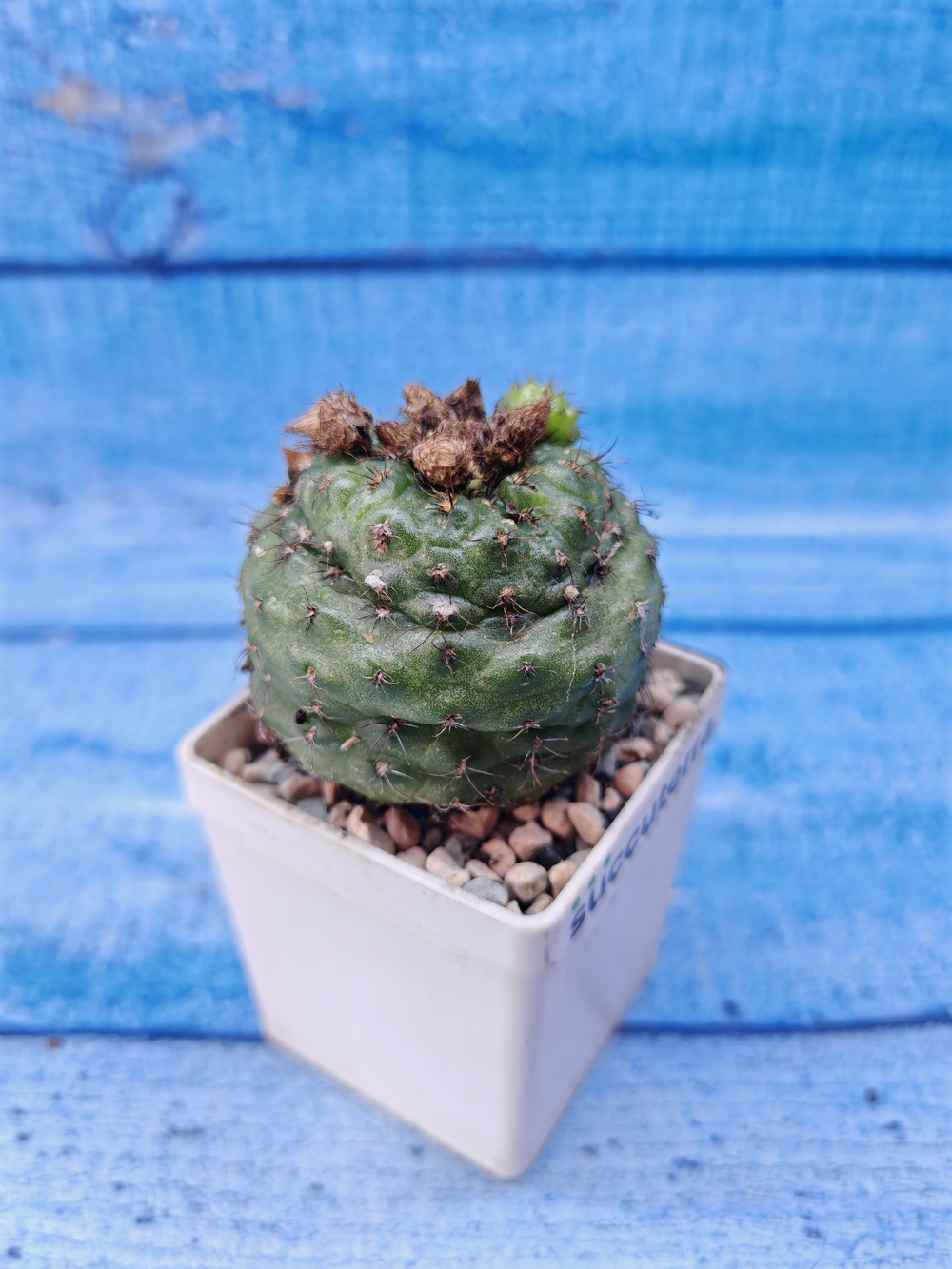 Frailea Perumbilicata (Фрайлея)