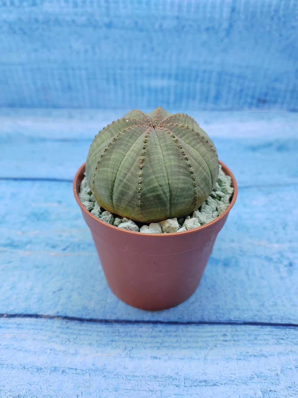 Euphorbia Obesa (Эуфорбия)