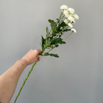 Хризантема кустовая