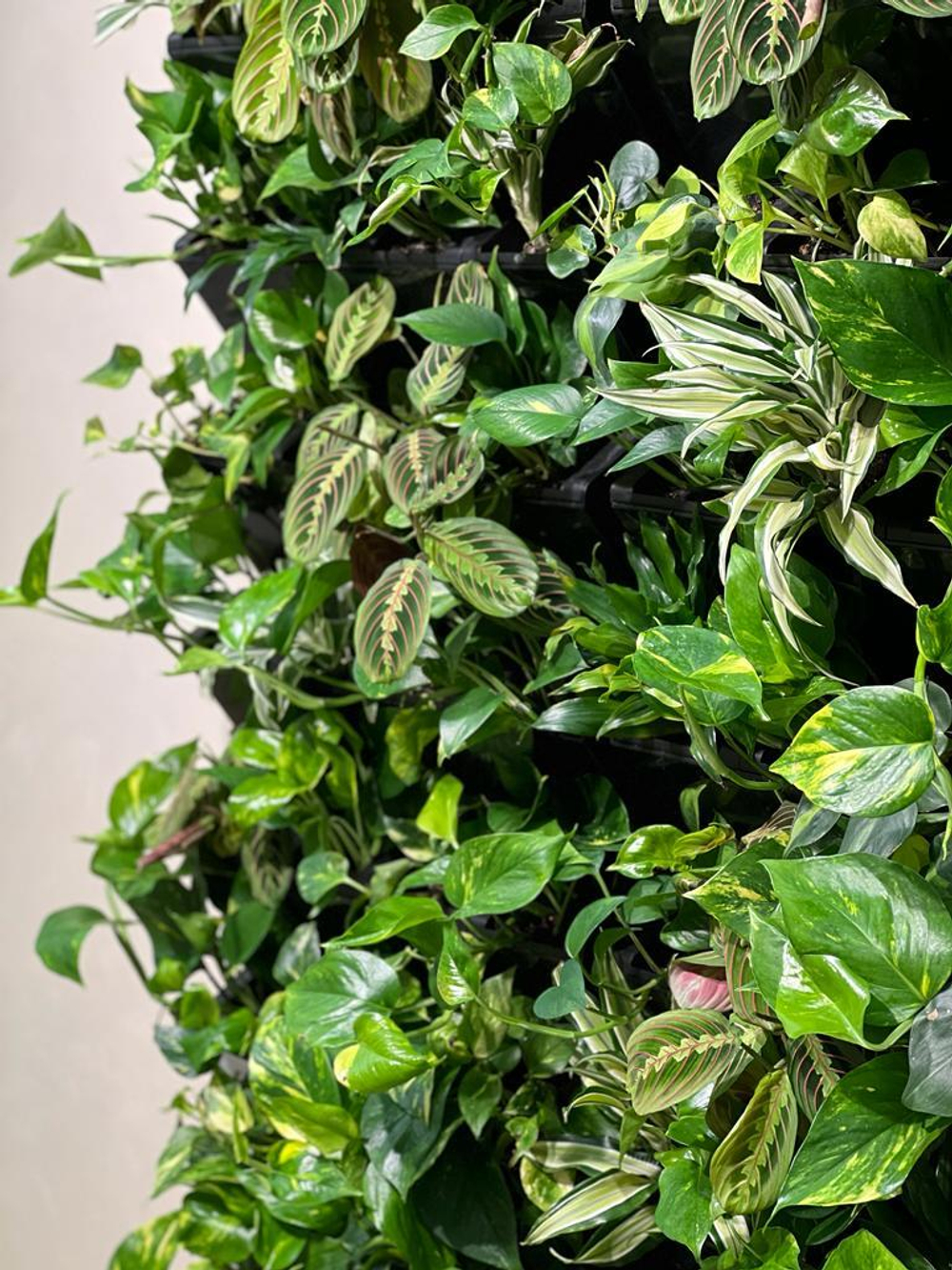 7.23. Фитостена из живых растений для клиники "Excellens". В проекте использовались фитомодули "Hydro Falls"