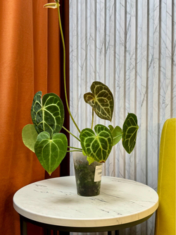 Антуриум Кларинервиум, D9см Н30см, 1шт, Urban Jungle (2962)