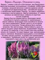 Вереск Раднор зимостойкий