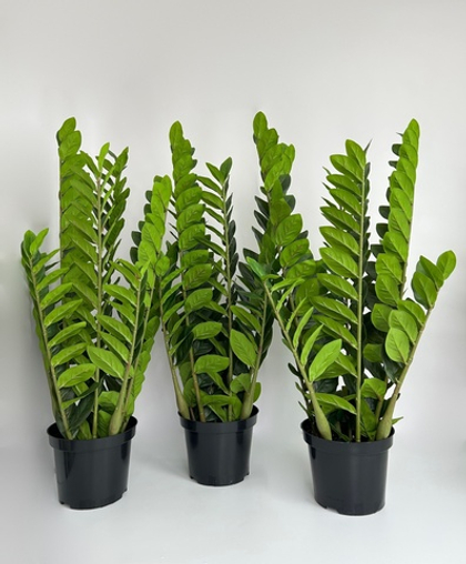 Замиокулькас 80 см в кашпо