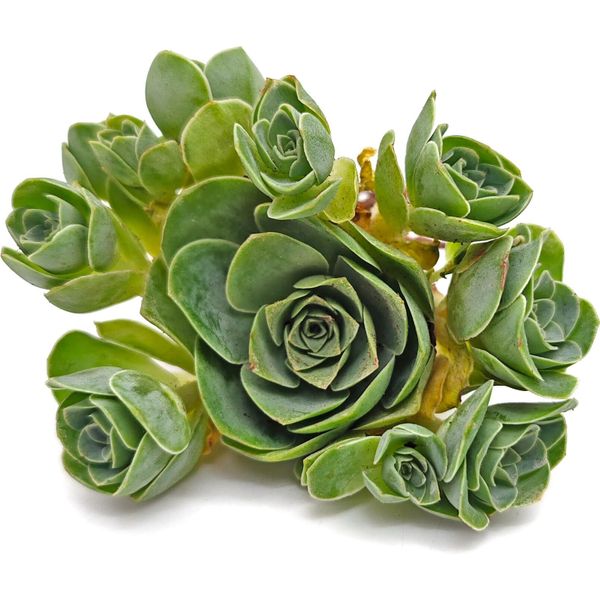 Суккулент Гриновия Юэ Сэ