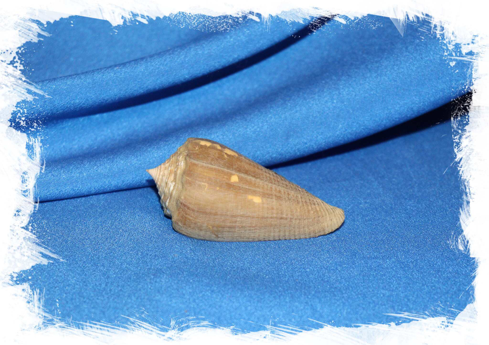 Конус сулкатус (Conus sulcatus) купить