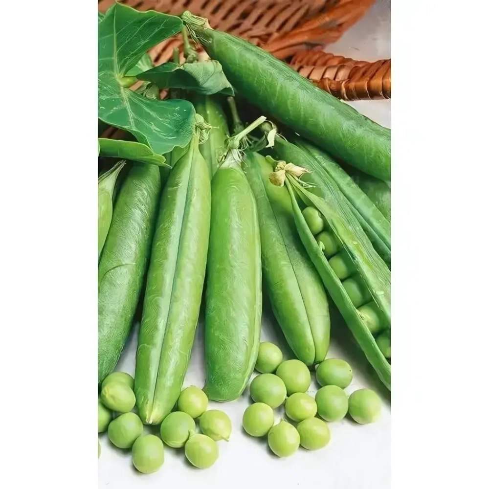 Семена Горох Юрга (УД) 8гр Е/П